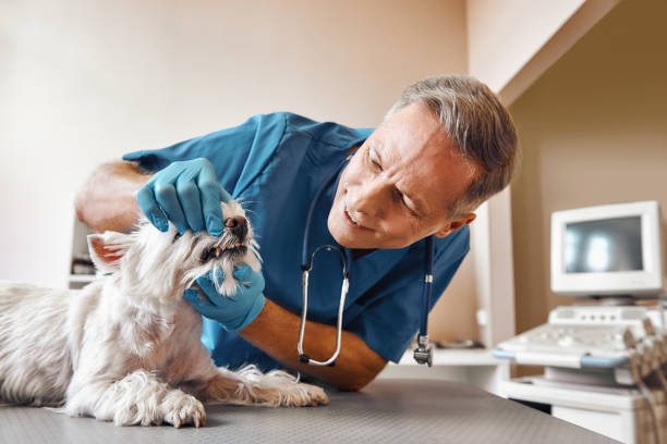 Best Emergency Dental Care for Broken or Chipped Teeth in Muscoda, WI